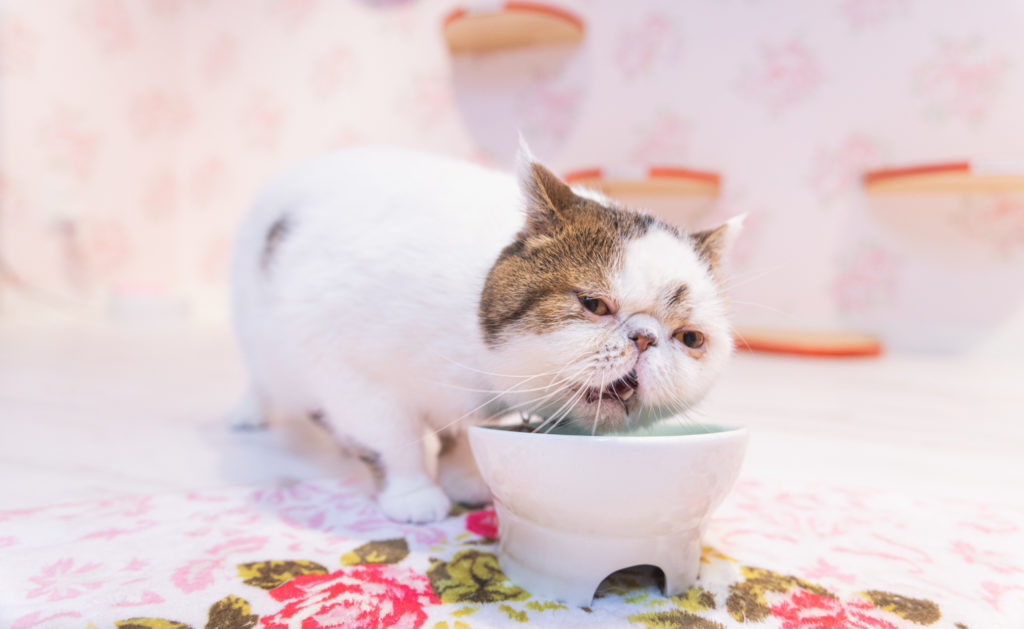 ハムッ、ハフハフ、ハフッ!!(猫)