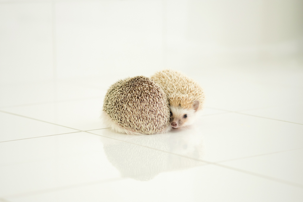 2匹の仲が良さそうなハリネズミ